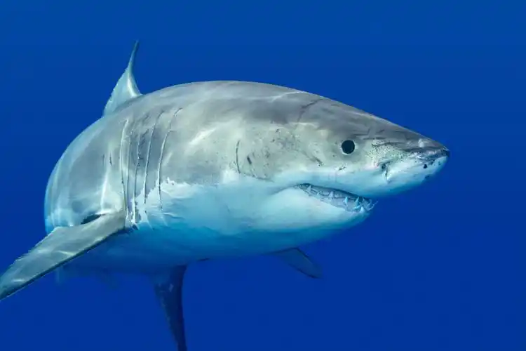 just like humans, sharks have personalities too.