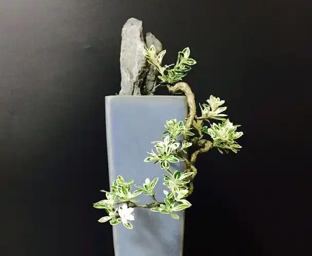 六月雪暴晒脱水了怎么救 暴晒后脱水怎么办 - 情书号