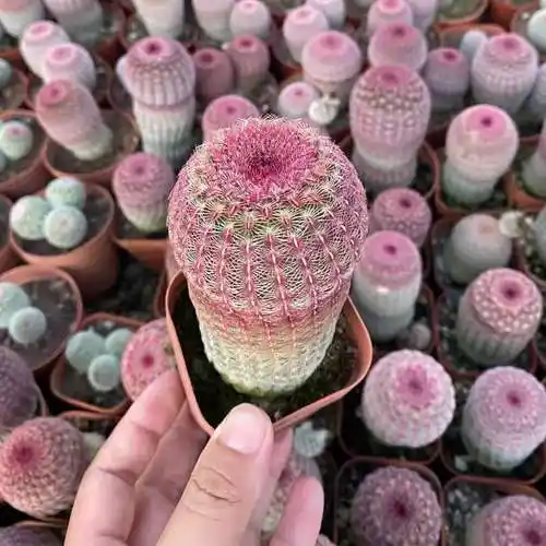 红太阳仙人球实生高级稀有多头仙人掌多肉植物室内盆栽防辐射 落地根