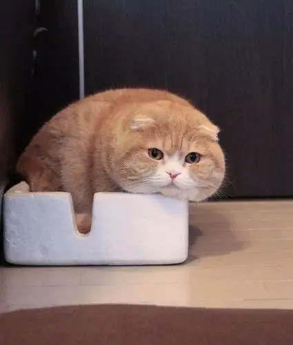 理直气壮的胖,还会有一群人夸可爱,羡慕了!返回搜狐,查看更多