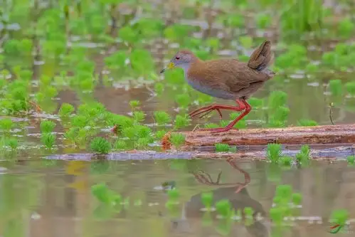红脚斑秧鸡