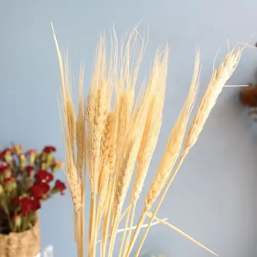 染色一束小麦麦子大麦穗开业庆典礼品干花真花装饰花批发