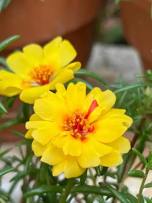 太阳花高温暴晒,居然很敬业的每天都开花,太皮实好养了,夏天必种太阳