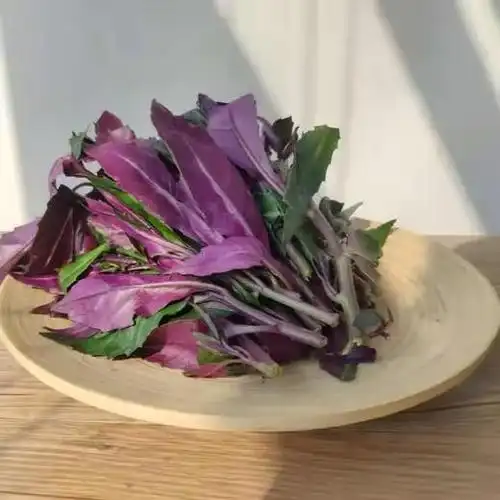 赞字村紫背天葵(±25g)