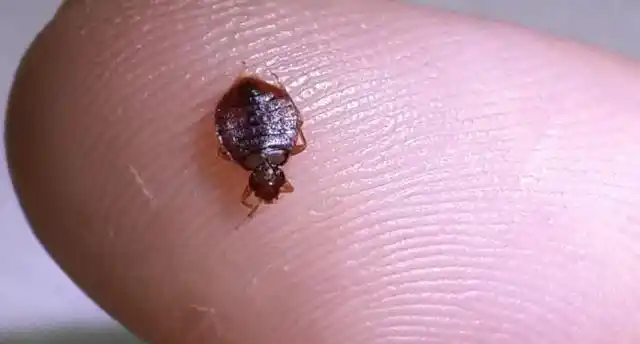 跳蚤图片长什么样