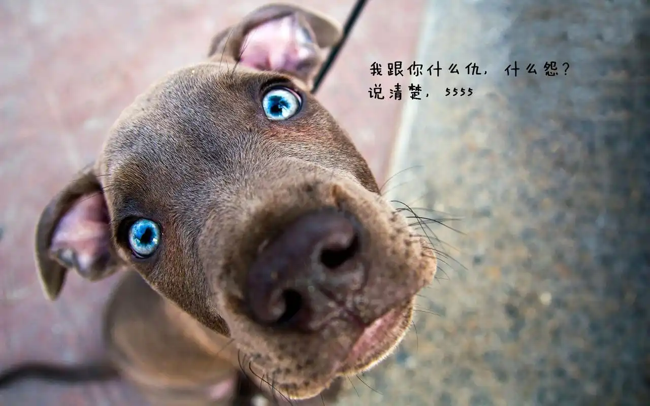 可爱萌宠语录什么仇什么怨系列搞笑图片桌面壁纸高清下载高清大图预览