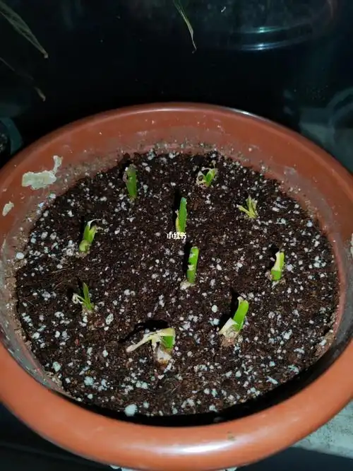 不知名的杆也开始发芽,垂丝茉莉换盆状态也可以,长春花种子都发芽了