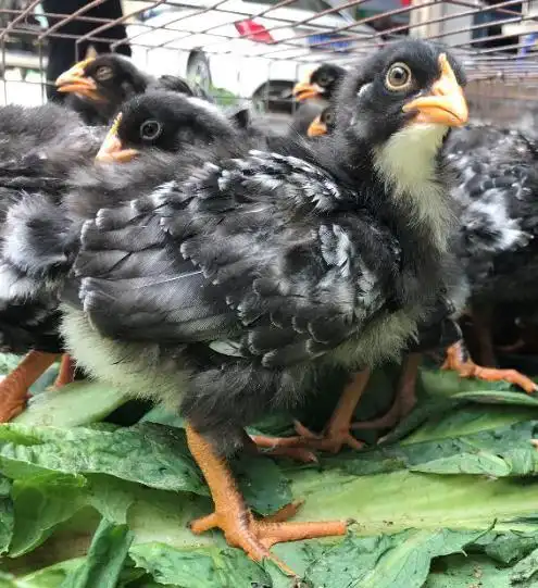 大种黑芦花鸡苗