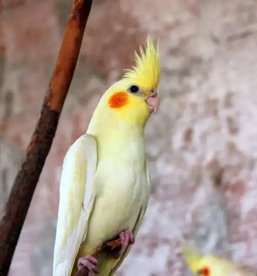 鹦鹉活鸟宠物鸟虎皮鹦鹉活体鸟玄风黄化情侣鹦鹉云斑鹦鹉说话鸟