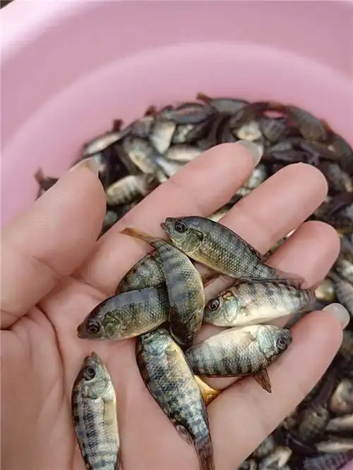 公司主营的淡水种苗包括:桂花鱼苗,黄骨鱼苗,罗非鱼苗,加州鲈鱼苗,生