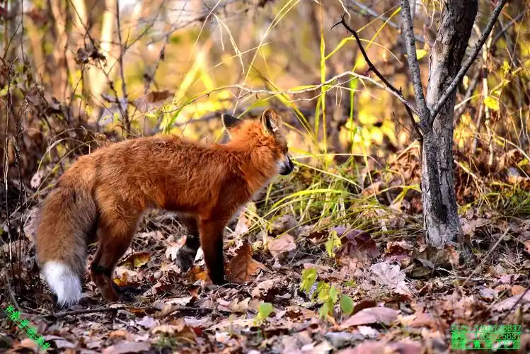 豪哥街拍# ——火狐狸——清晨邂逅的小可爱——北国小城明珠二龙山