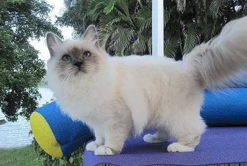 卡尔特猫最近两天拉肚子怎么对付,卡尔特猫拉肚容易好吗