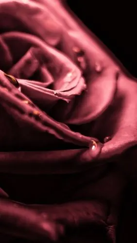 壁纸 红玫瑰微距摄影,露水,黑色背景 1920x1200 hd 高清壁纸, 图片