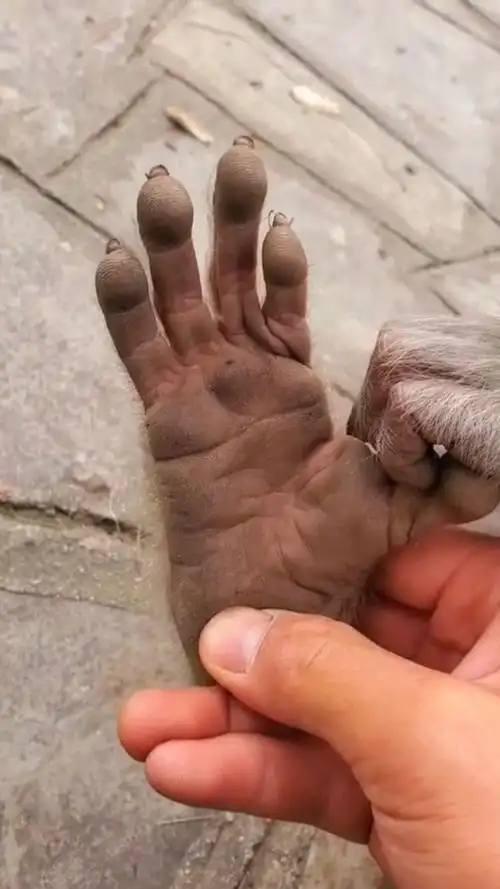 今天给小猴子看一下脚相,以后必定有大作为,不知道她听懂没