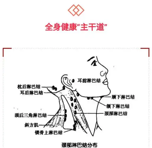 脖子才是身体最致命的部位!