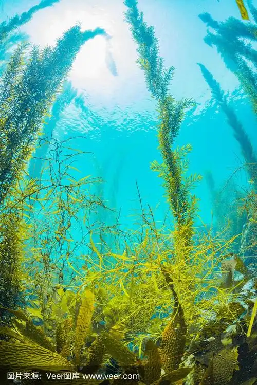 海草,绿色,海藻灰,叶山,珊瑚