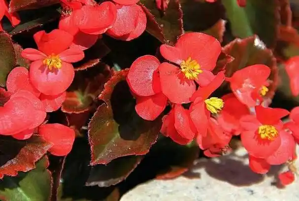 四季海棠这样养护才能开花旺