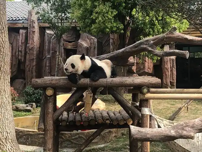 我和春天有个约会——中 (7) 班淹城野生动物园游记