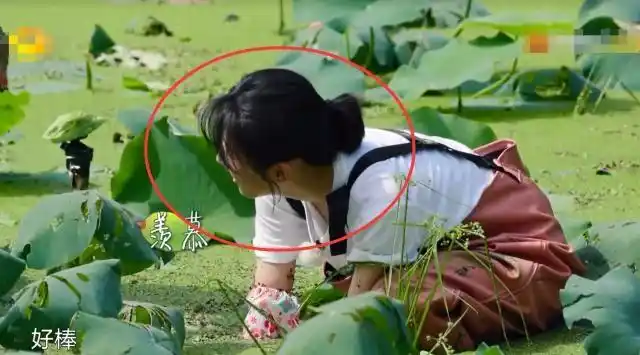 张子枫力气比较小,当很多嘉宾都挖到藕后,妹妹也非常羡慕,开始更加