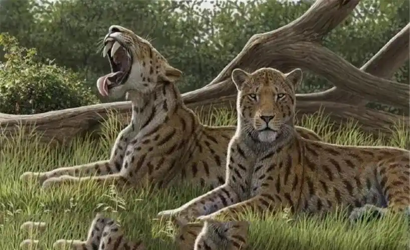 刃齿虎vs剑齿虎谁厉害,老虎的祖先是剑齿虎吗