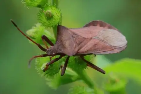 有知了,蝴蝶,天牛,蚱蜢,飞蛾,蜘蛛,蜜蜂,独角仙,甲虫,苍蝇,蜈蚣,蝼蛄