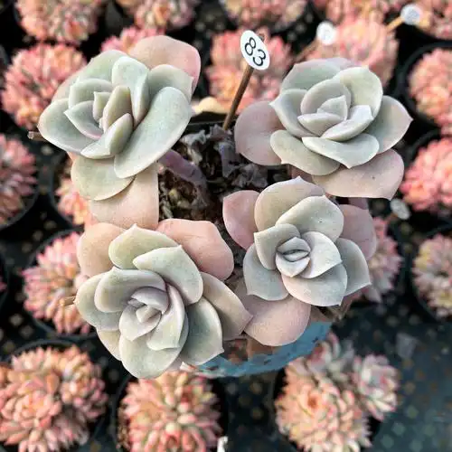 可爱玫瑰多肉植物一物一拍无砍自然群老桩办公桌多肉植物