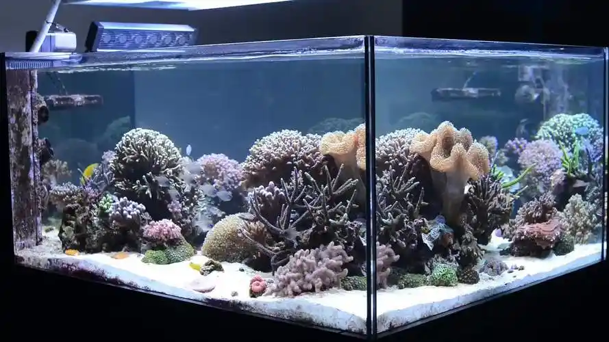 海缸造景清新的小型海缸