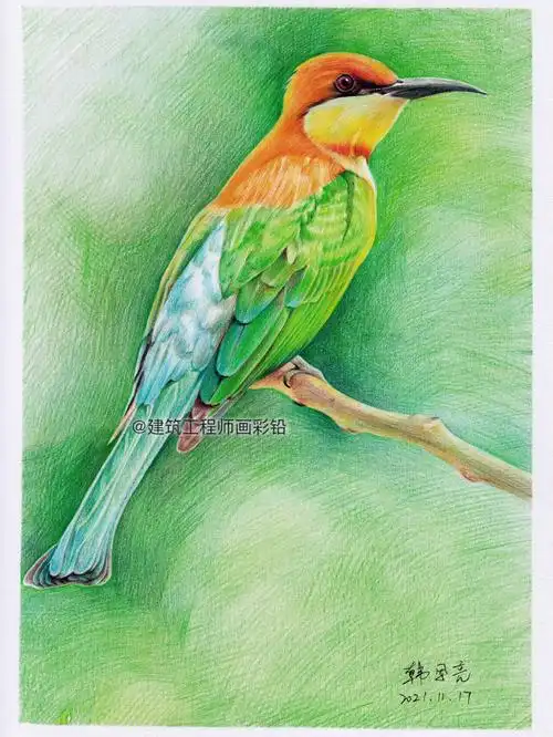 高清彩铅画鸟过程图