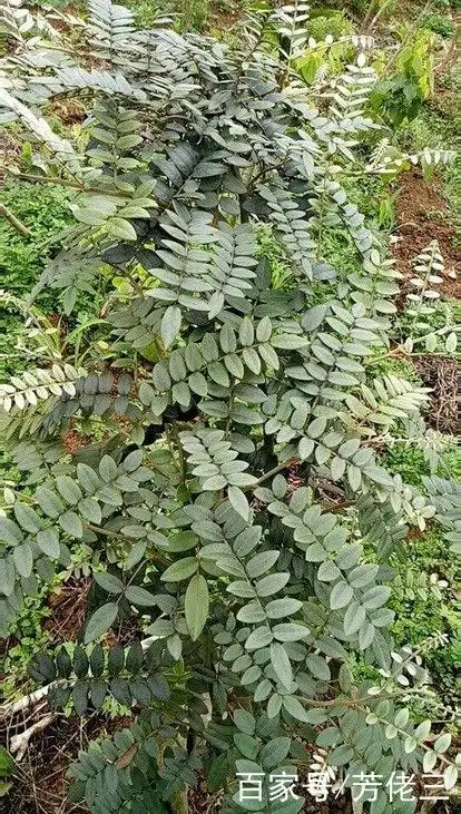 山豆根的功效与种植技术