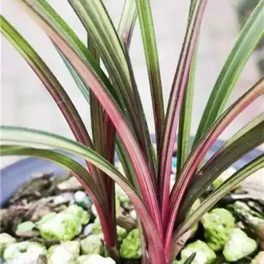 七彩红钻超级漂亮艺母苗引种