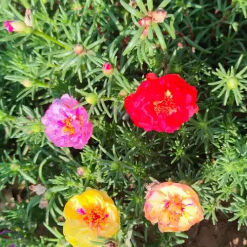 今天又开出新花色啦籽播重瓣太阳花