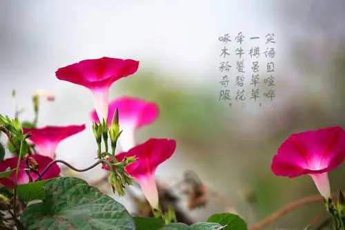 牵牛花――爱情之花