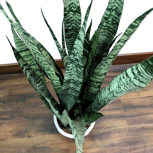 银脉虎皮兰室室内客厅卧室虎尾盆栽绿色植物新居绿植