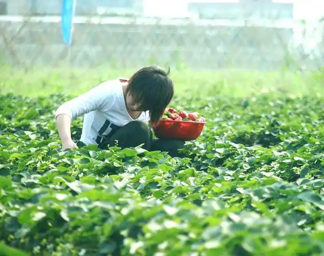 草莓园