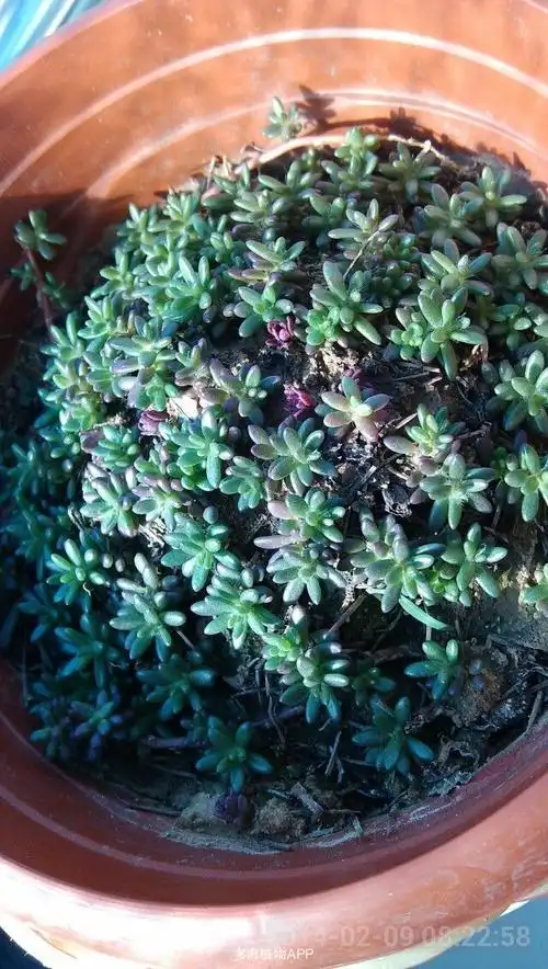 紫米粒——低成本多肉练习品种(申请加为精华贴)