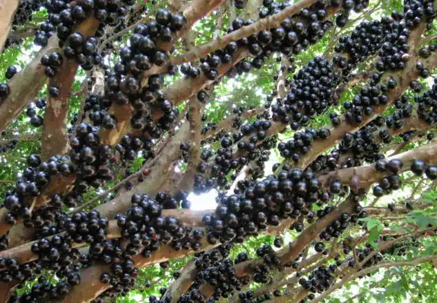 山竹果树能生长到20至80尺高,除了流出黄色乳胶的部位外,山竹果树的