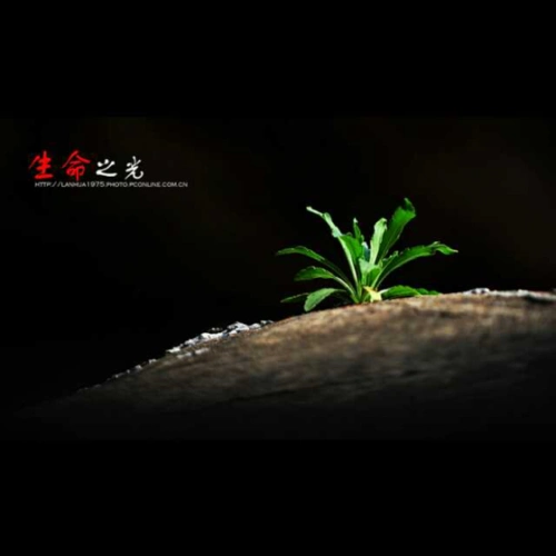 生命之光