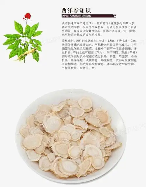 西洋参简介