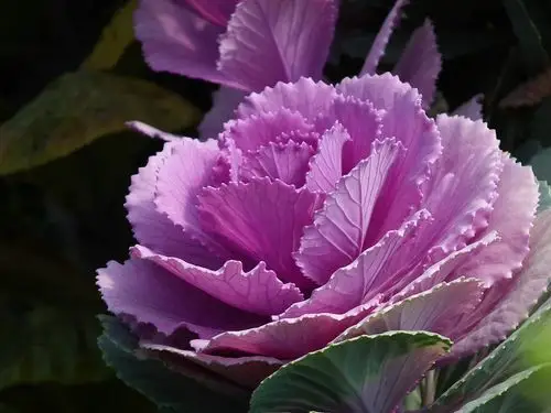 我要发芽蔬菜种子紫甘蓝种子甘蓝包菜早熟抗病耐寒40粒包