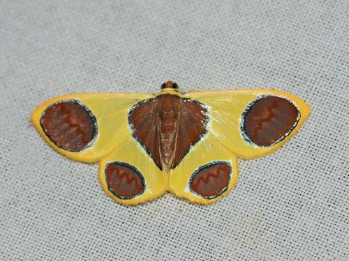 丸尺蛾属a1/-未展翅原蛾蝴蝶飞蛾标本素材生命科学分类农业害虫学