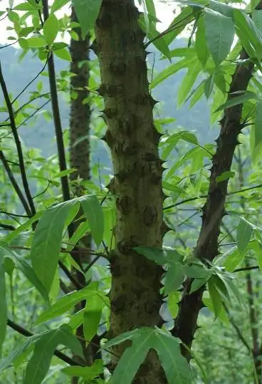 春秋寨游记③植物篇