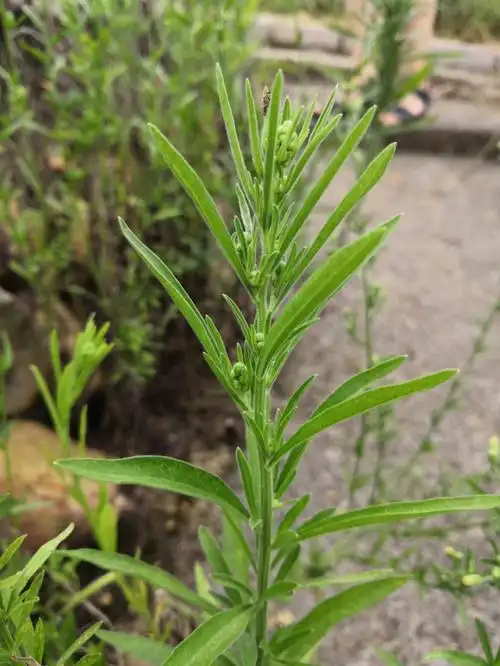 中国野菜图谱,每天介绍三种野菜之小白酒草