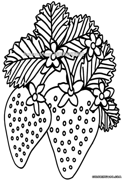十款黑白线描草莓简笔画图片