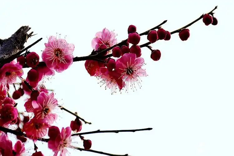 梅花迎春花枝俏8