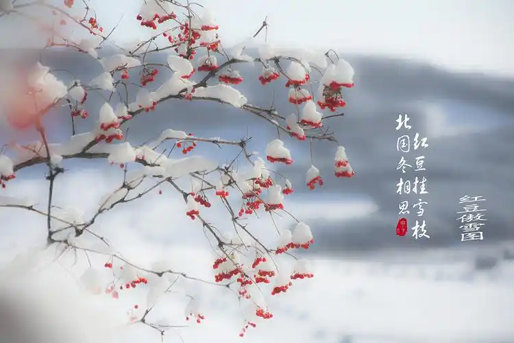 红豆傲雪图