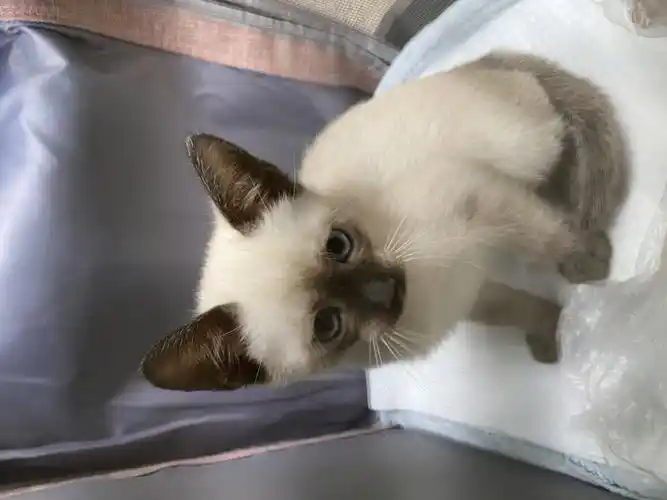 海豹暹罗猫,可可接回家