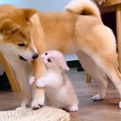 一对两张配合可爱的动物情头 双人猫狗高清动物情侣头像图片大全_情侣