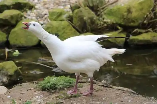 哈哈哈哈哈哈,笑出了鹅叫