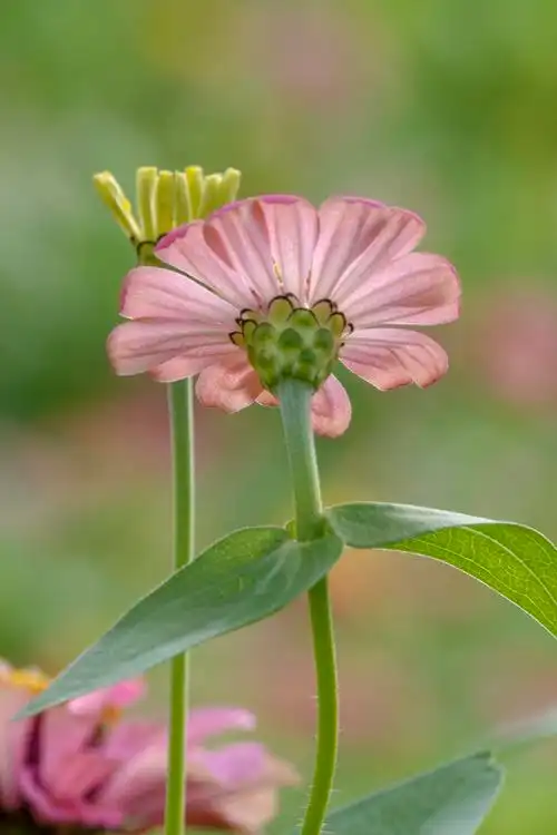 茎直立,高30-100厘米,被糙毛或长硬毛.
