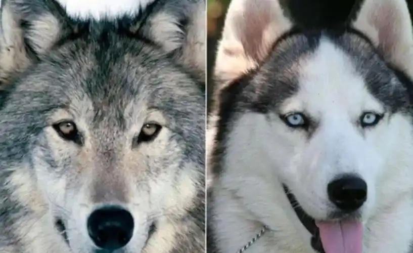 纯种哈士奇特征介绍哈士奇纯种和不纯对比